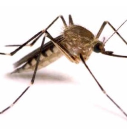 Smitta från myggor