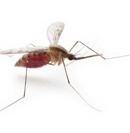 Dengue, chikungunya och zika
